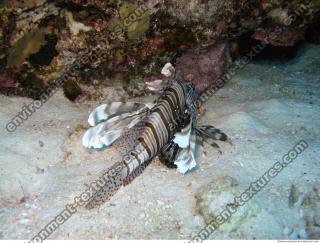 Pterois volitans Red lionfish back 6